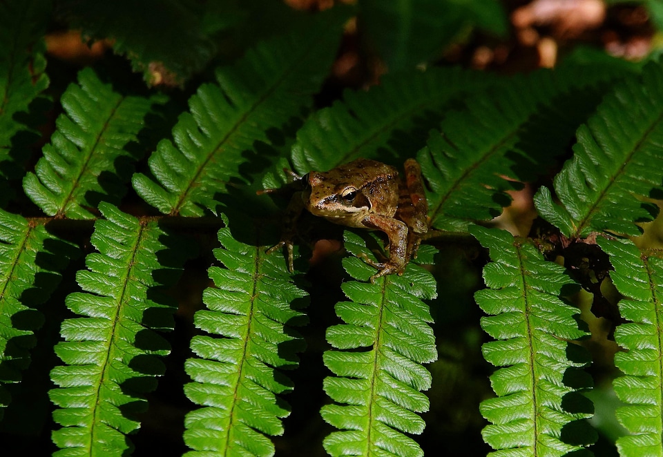 Amphibian animal arthropod