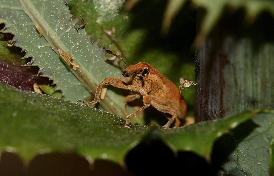 Amphibian animal arthropod