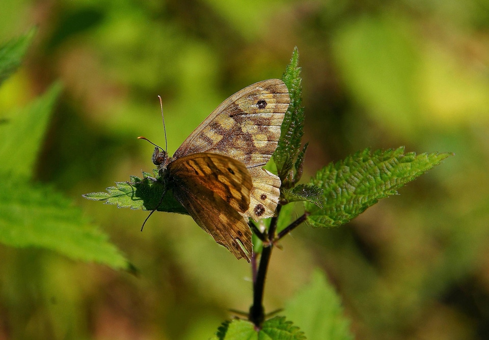 Animal arthropod beautiful photo