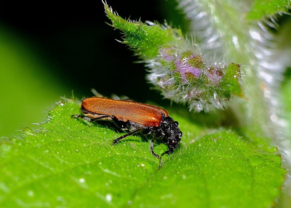 Animal arthropod beetle