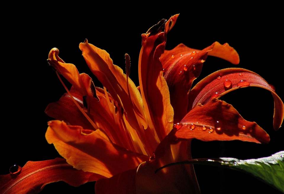 Beautiful Flowers beautiful photo blooming
