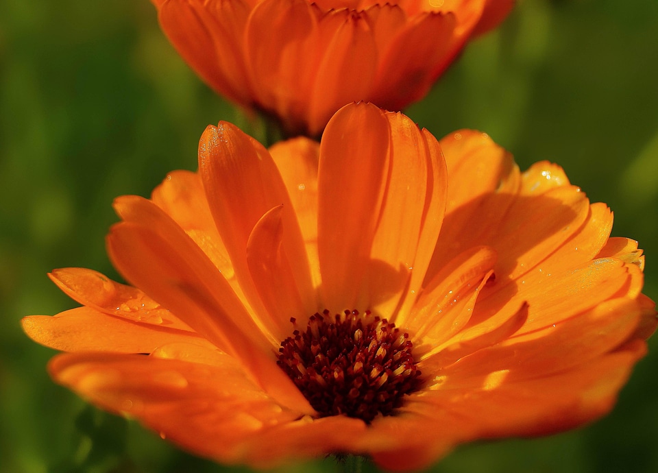 Beautiful Flowers beautiful photo bloom