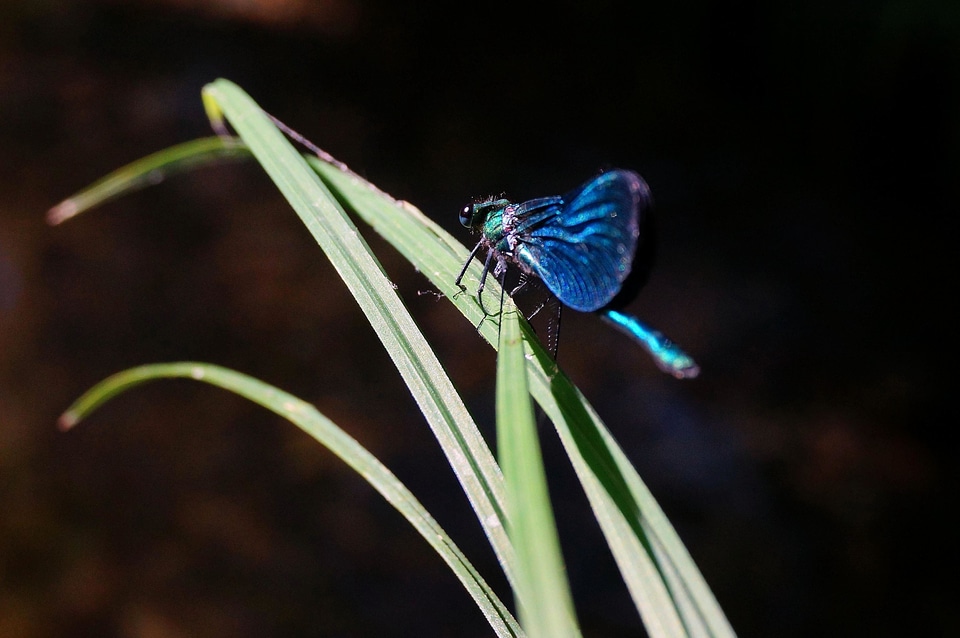 Animal arthropod biology