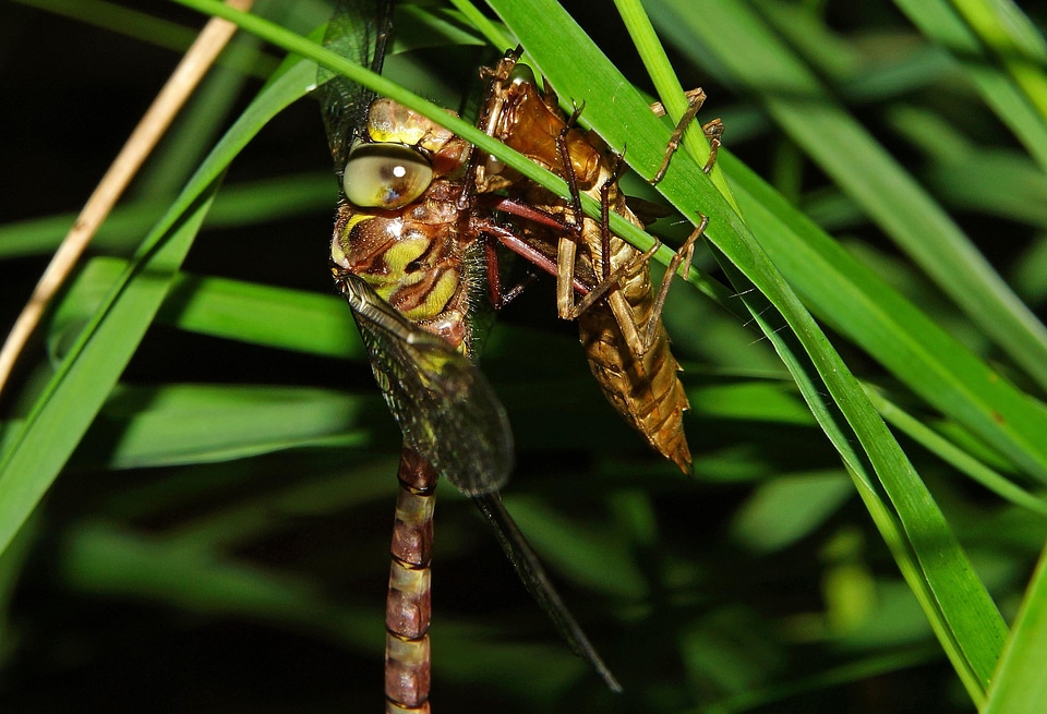Animal arthropod bug