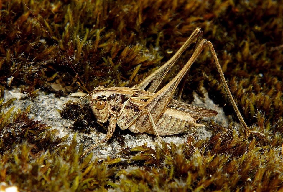 Animal arthropod bug