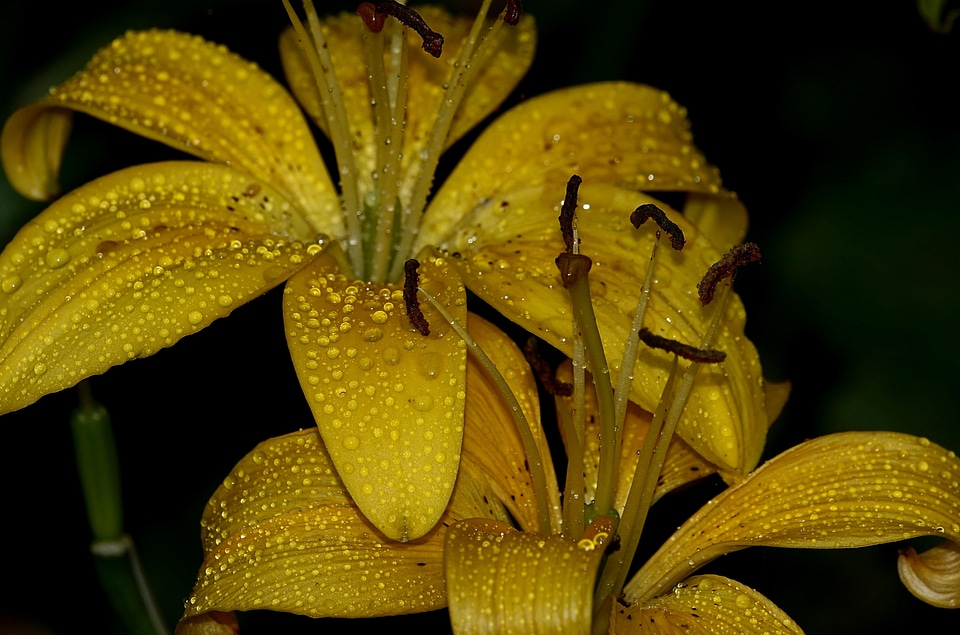 Beautiful beautiful flowers blooming