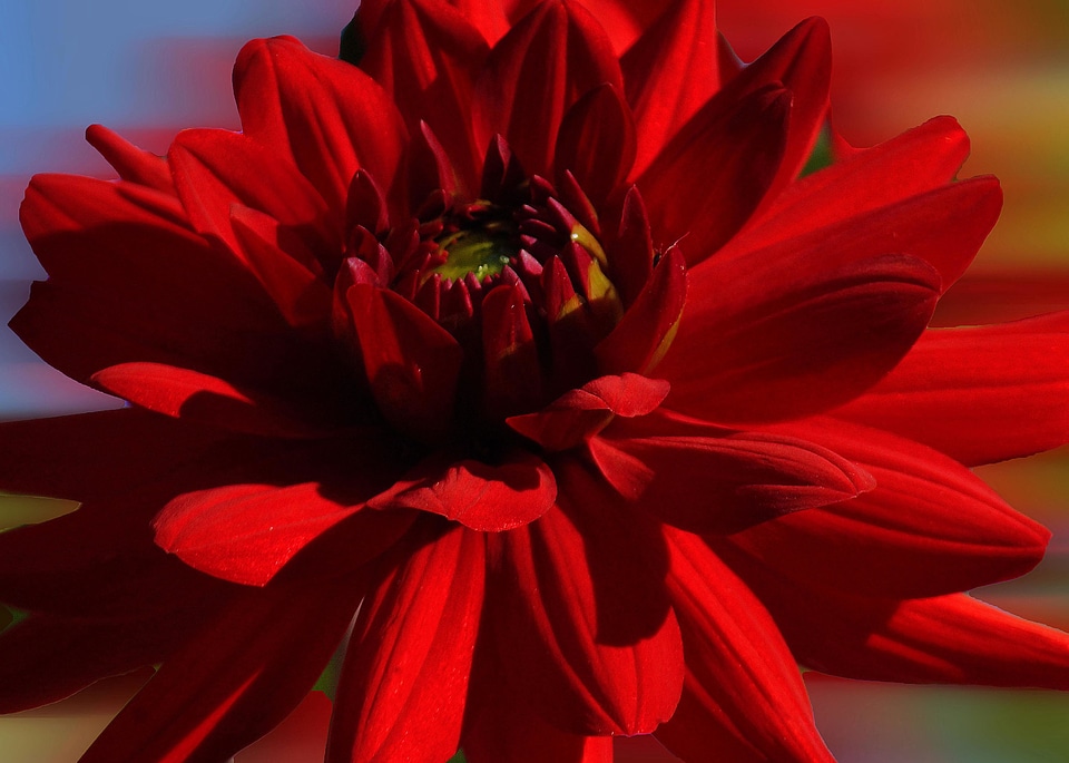 Beautiful beautiful flowers blooming