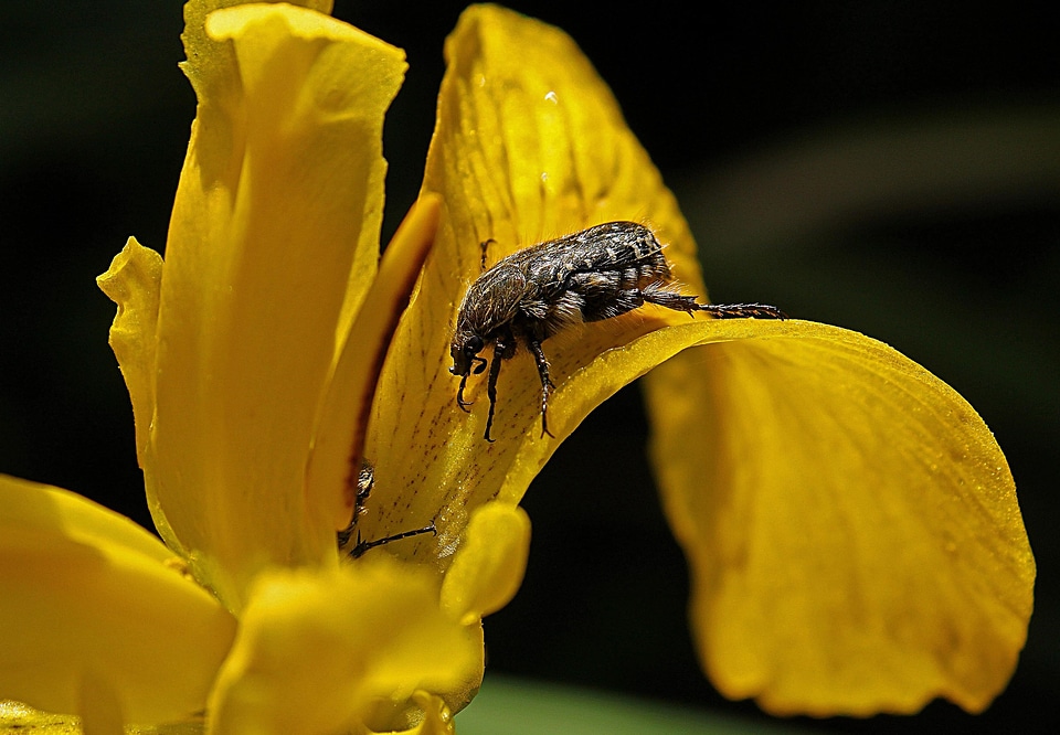 Animal arthropod beautiful flowers