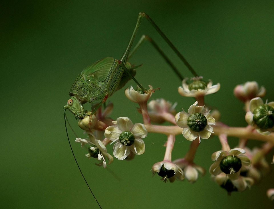 Animal arthropod beautiful flowers