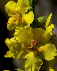Beautiful Flowers blooming blossom