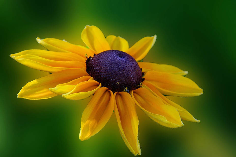 Beautiful Flowers bloom blooming