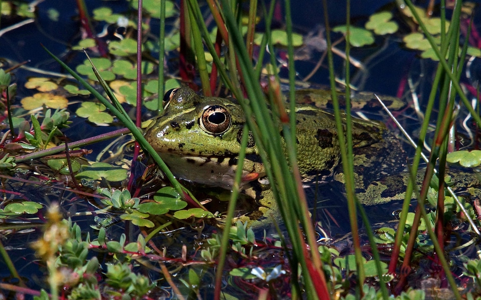 Amphibian animal environment