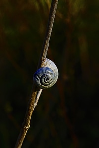 Branch environment flora