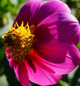 Beautiful beautiful flowers bee