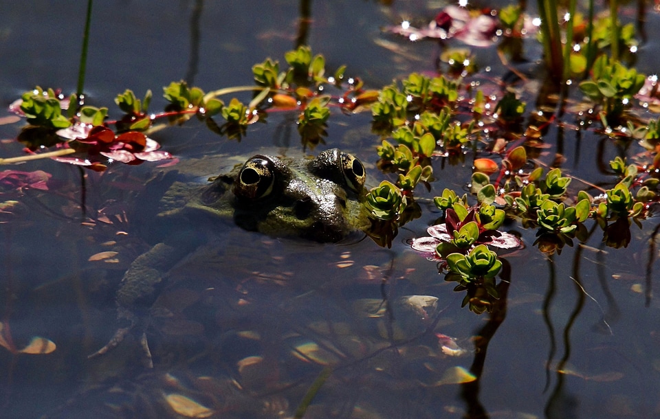 Amphibian animal fauna
