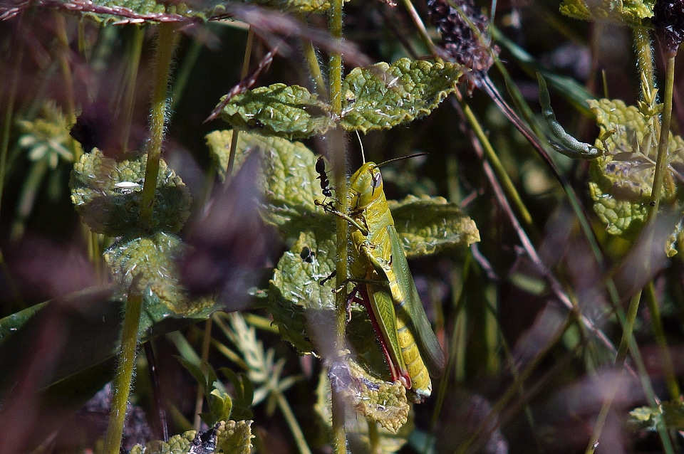 Agriculture animal arthropod