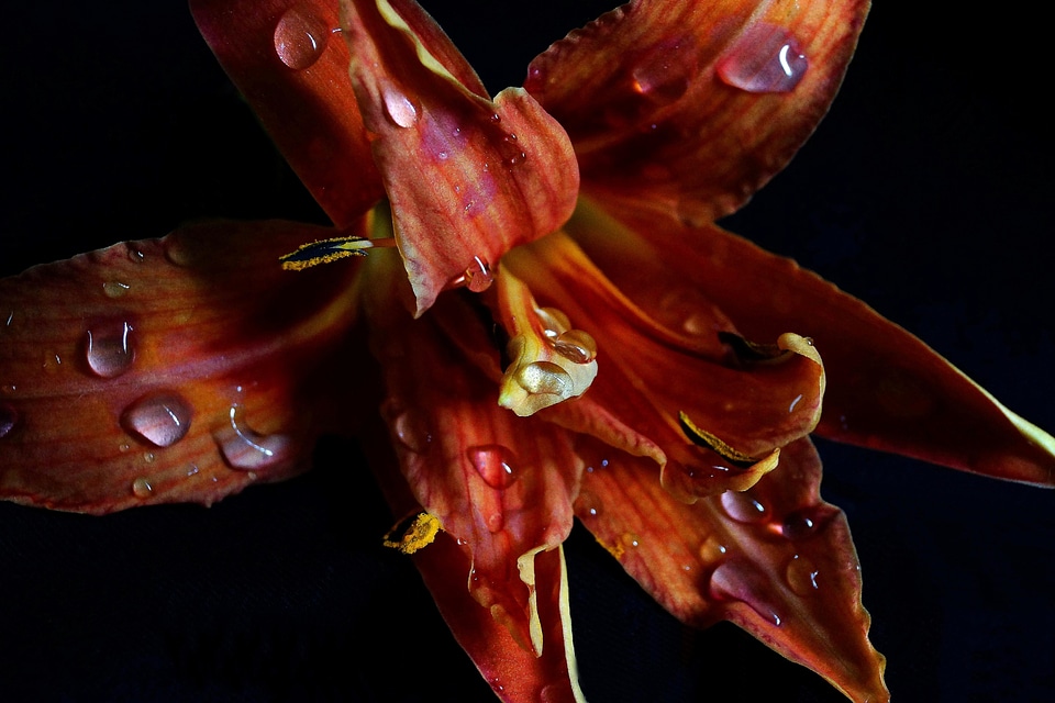 Beautiful Photo biology dark