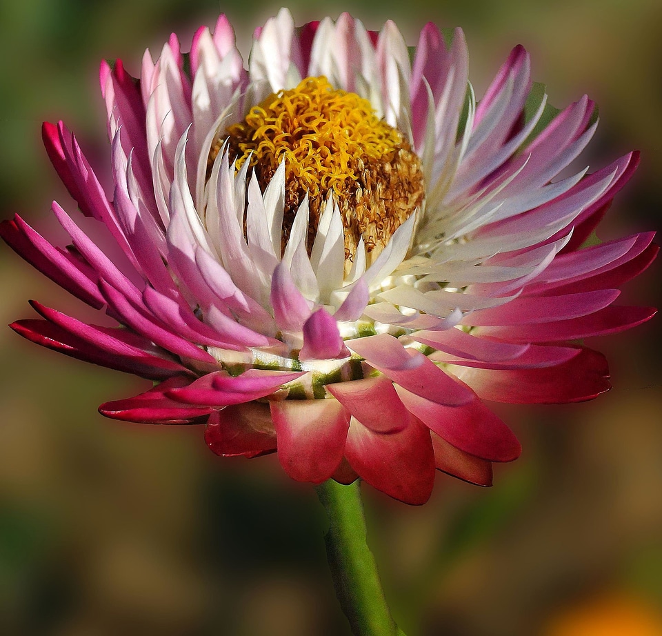 Beautiful beautiful flowers bloom
