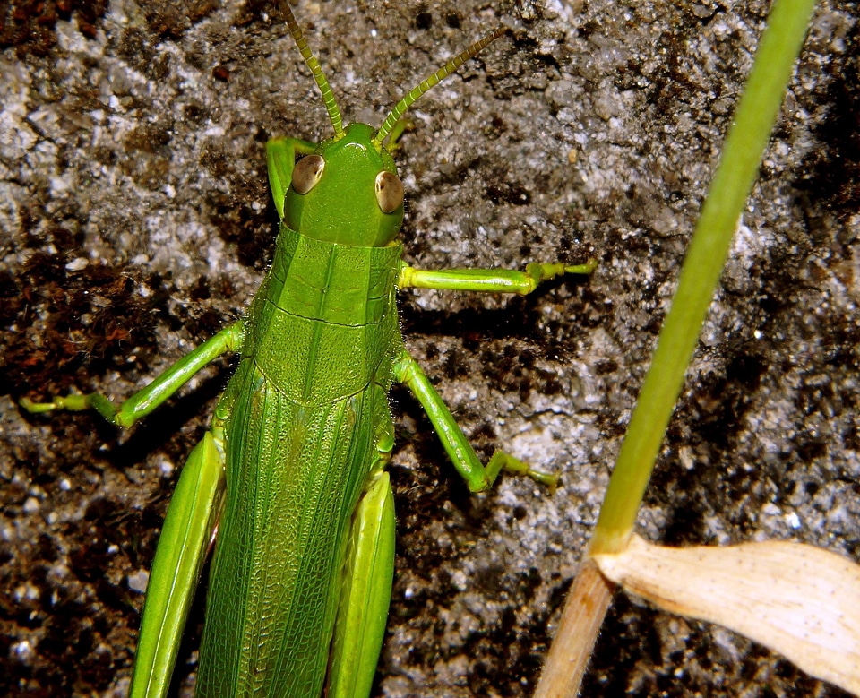 Animal arthropod bug