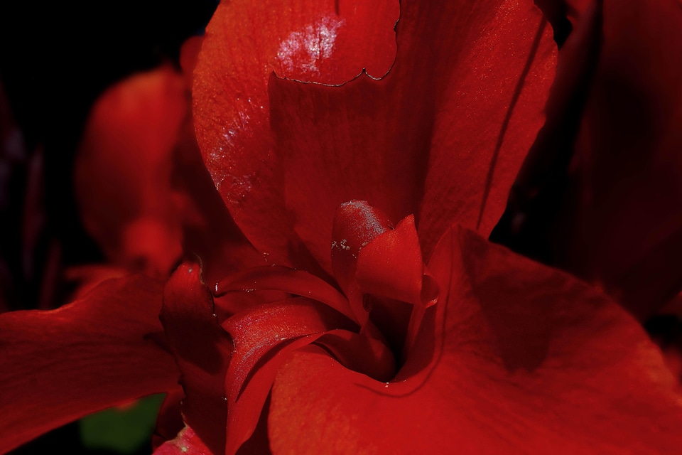 Beautiful beautiful flowers blooming