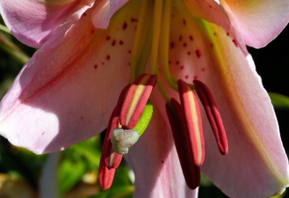 Beautiful Flowers bloom blooming