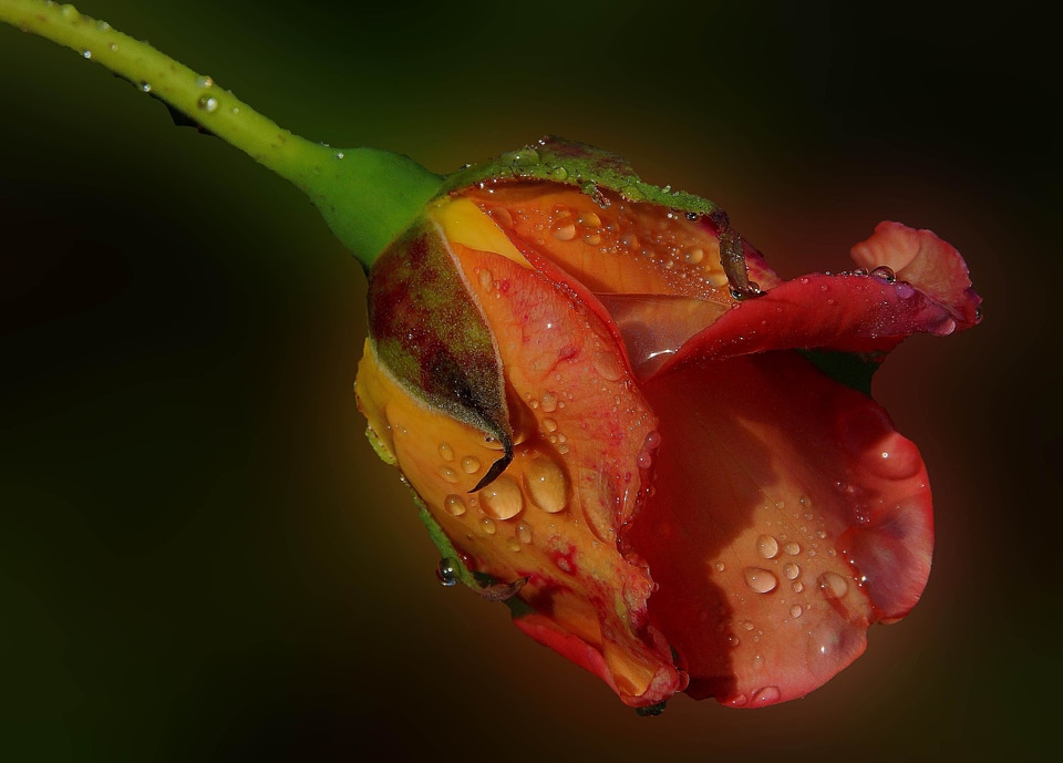 Beautiful Flowers beautiful photo blooming