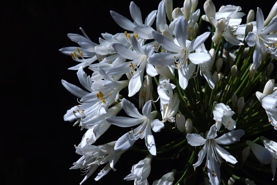Beautiful Flowers blooming blossom