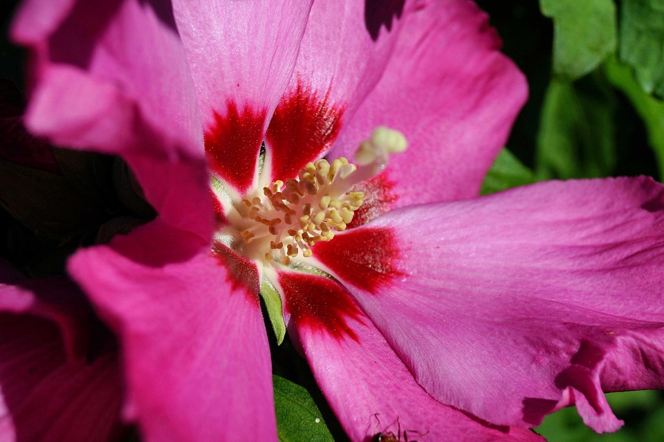 Beautiful beautiful flowers beautiful photo