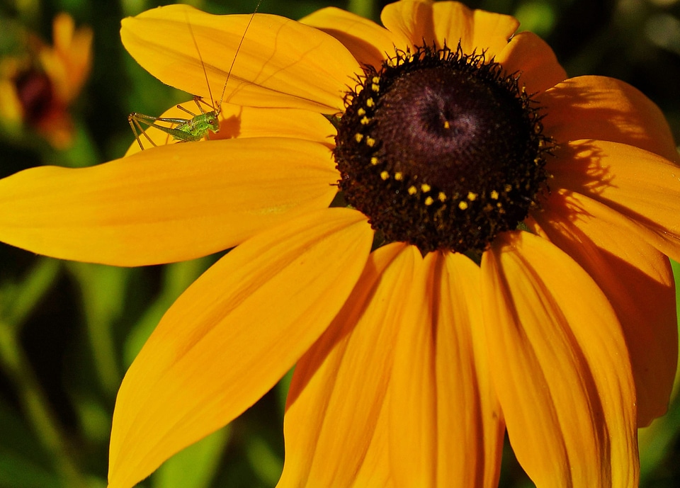 Beautiful beautiful flowers beautiful photo