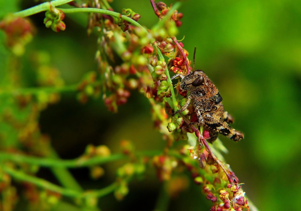 Animal arthropod beautiful flowers