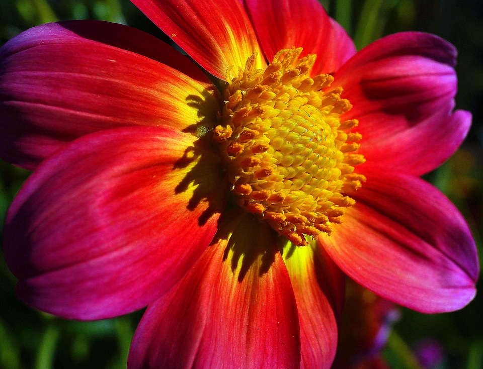 Beautiful beautiful flowers beautiful photo