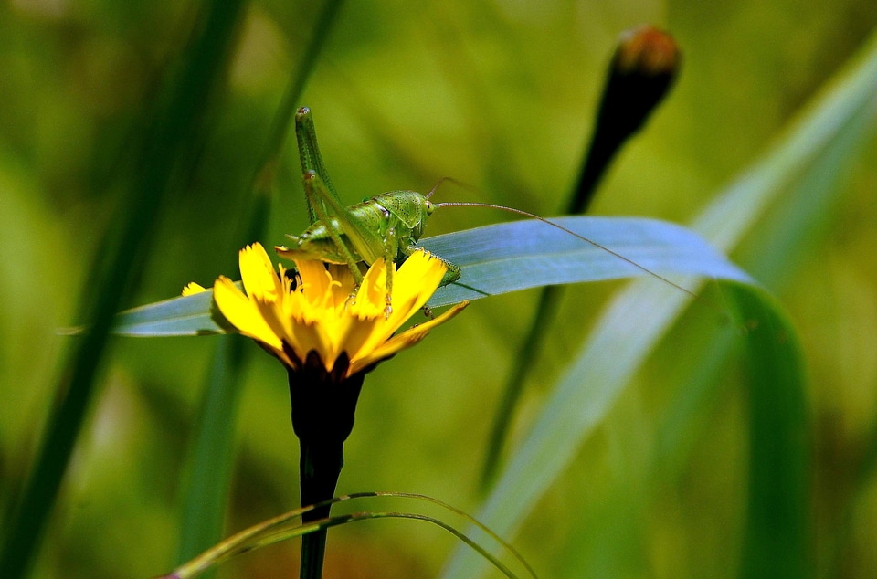 Animal arthropod beautiful flowers