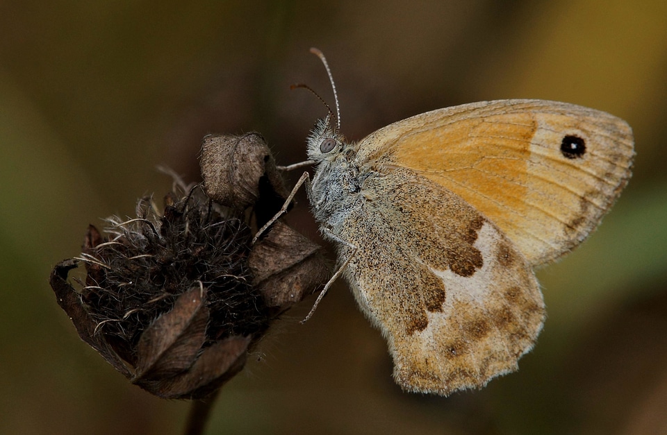 Animal arthropod brown