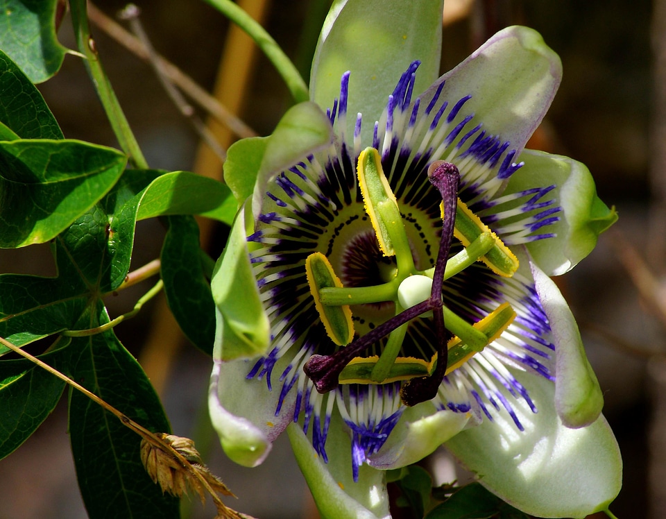 Beautiful beautiful flowers beautiful photo