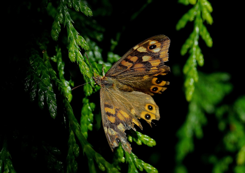 Animal arthropod beautiful
