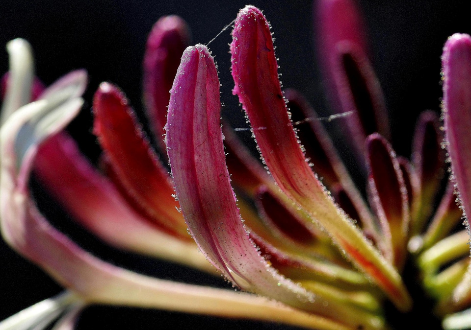 Beautiful beautiful flowers blooming