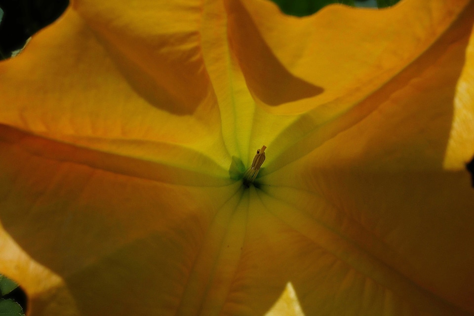 Beautiful Flowers bloom blooming