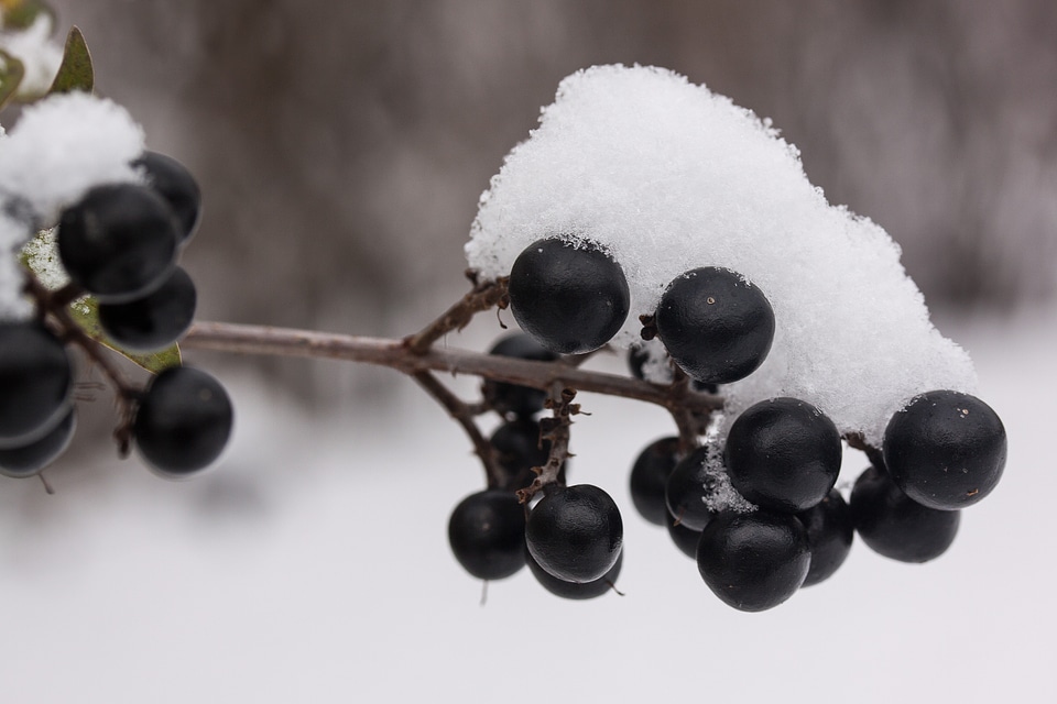 Black berries transition