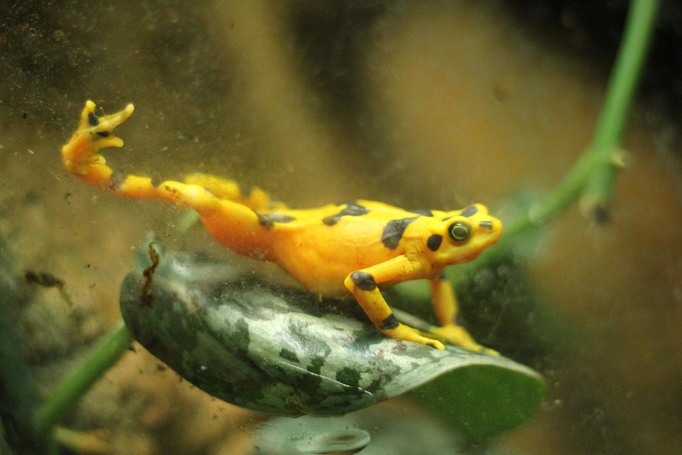 Amphibian animal aquarium