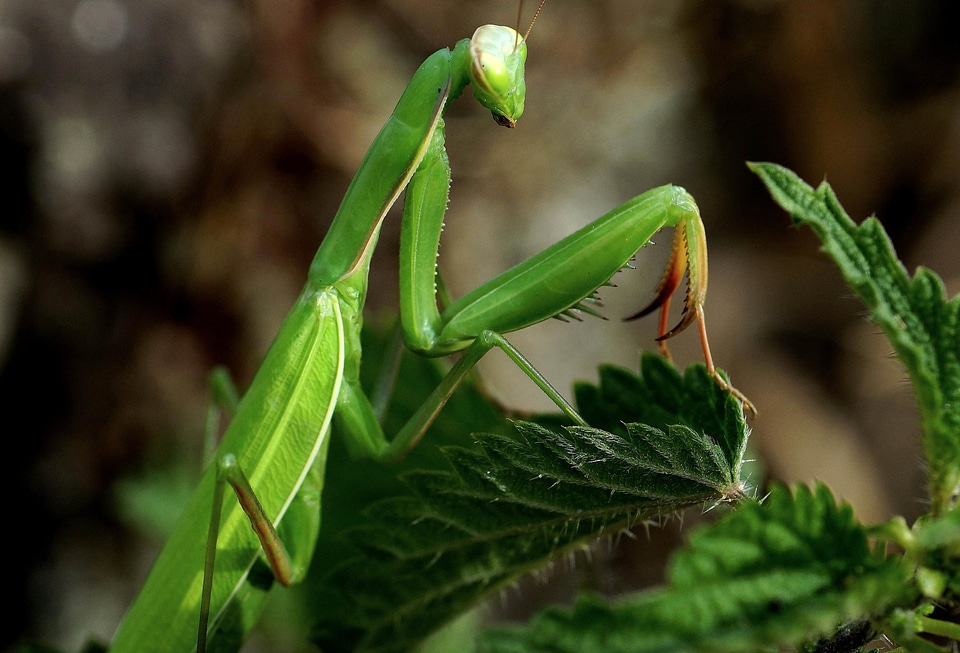 Animal arthropod bug