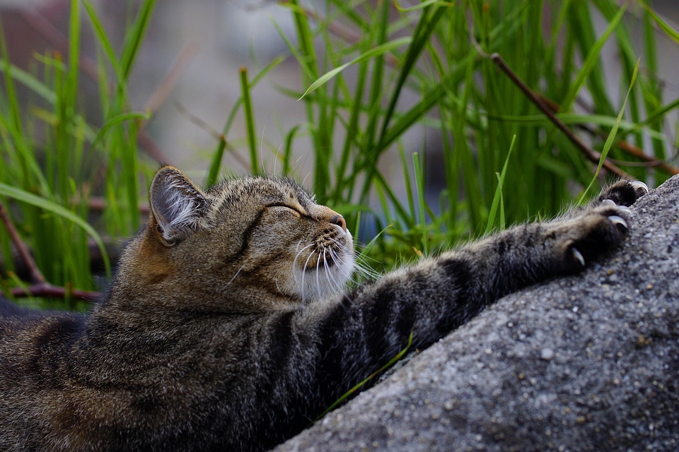 Adorable animal animals