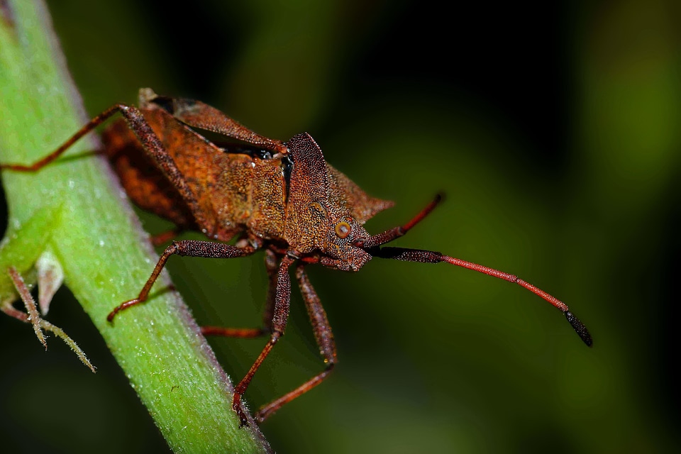 Animal arthropod beetle