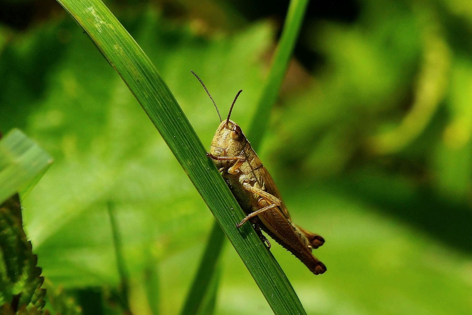 Animal arthropod beautiful photo