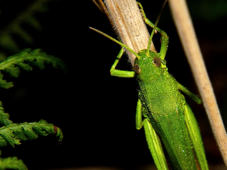 Animal arthropod biology
