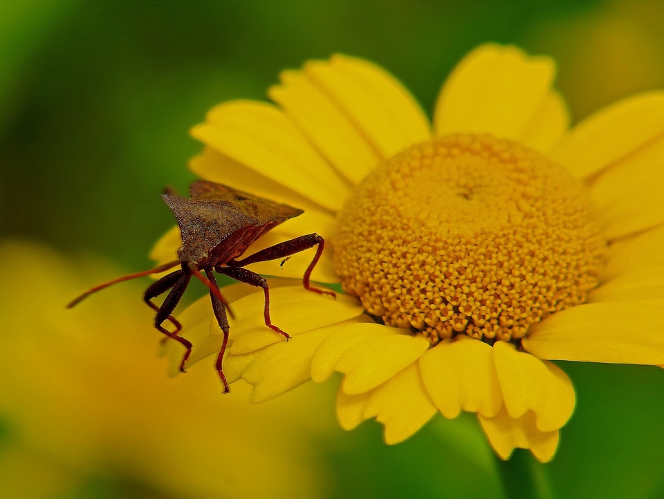 Animal arthropod beautiful flowers