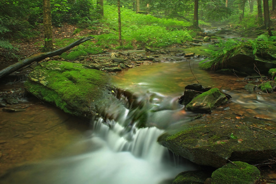 Aquatic creek forest