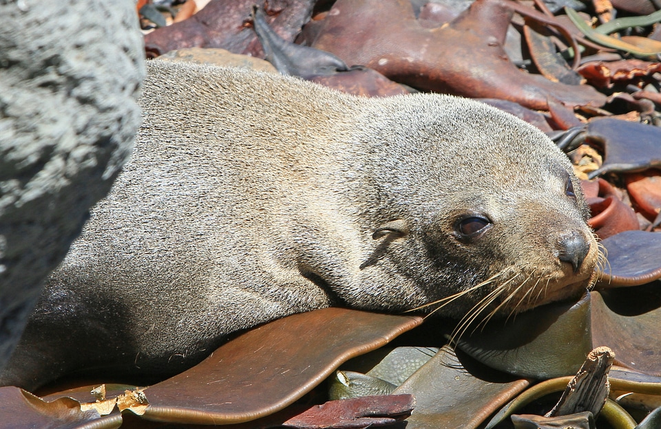 Kekeno arctocephalus forsteri new zealand