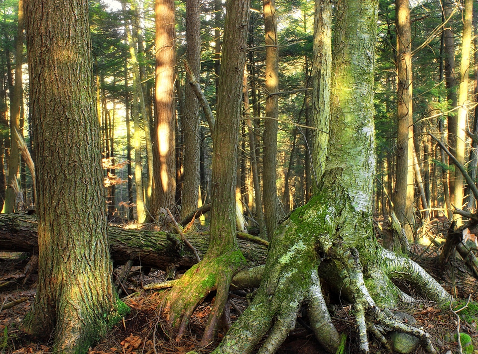 Bark branch conifer photo