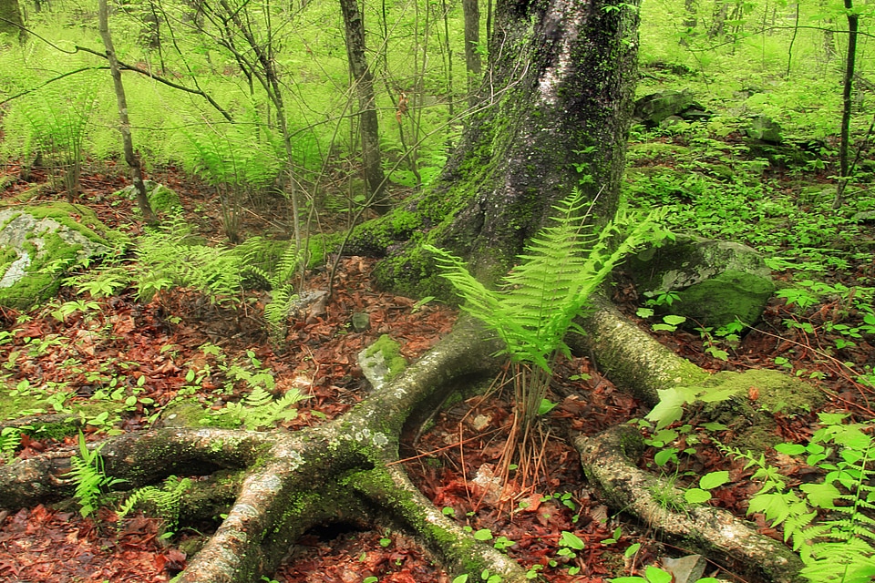 Branch ecology environment photo