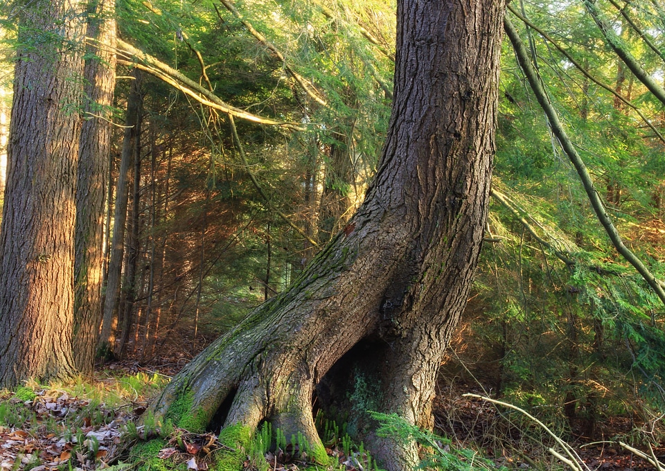 Branch ecology environment